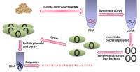 Standard cDNA Library image 1